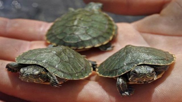 1000 Su Kaplumbağası Ele Geçirildi