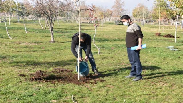 Urfa'da ağaç kesen kişiye fidan dikme cezası
