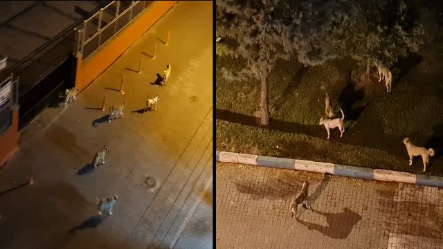 Urfa’da Başıboş Köpekler Tehlike Oluşturmaya Devam Ediyor