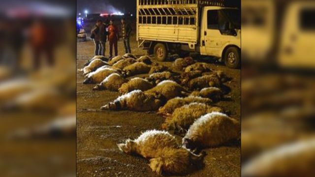 Urfa’da Ticari Araç Koyun Sürüsüne Daldı