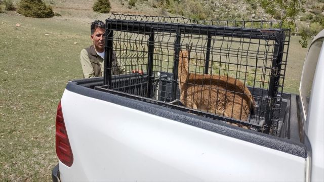 Urfa'da Tedavisi Tamamlanan Dağ Keçisi Doğaya Salındı