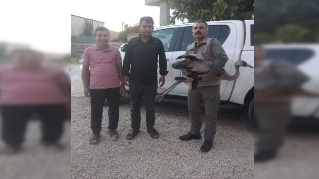 Urfa'da Çoban Aldatan Kuşu Tedavi Altına Alındı