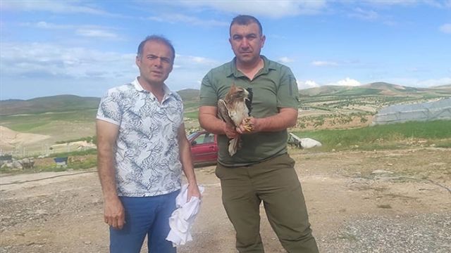 Urfa'da yaralı halde bulunan hayvanlar tedavi altın alındı