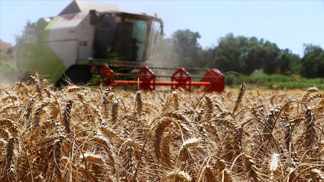 Buğday ve arpa üreticilerine TMO alım primi desteği ödenecek