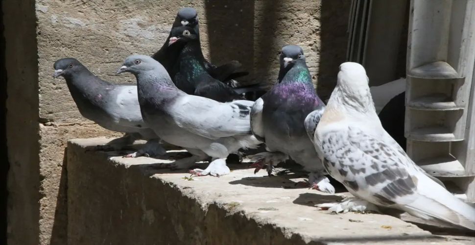 Urfa'da Bu Adam 45 Yıldır Güvercin Besliyor