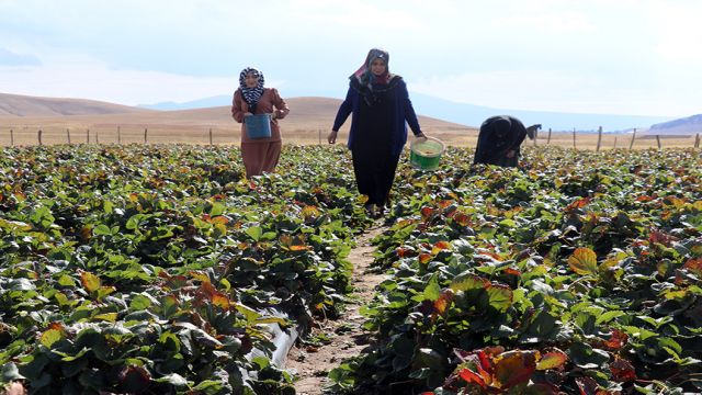 Kadın çiftçiler 'çilek yetişmez' denilen arazide tonlarca çilek üretti