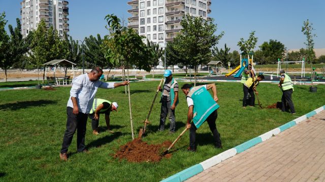Haliliye Belediyesi ağaçlandırna çalışmalarını sürdürüyor