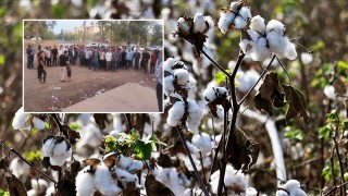 Urfa’da Çiftçiler Açıklanan Pamuk Fiyatına Tepki Gösterdi