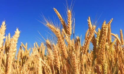 Buğday Fiyatlarındaki Artış Üreticiyi Endişelendiriyor!
