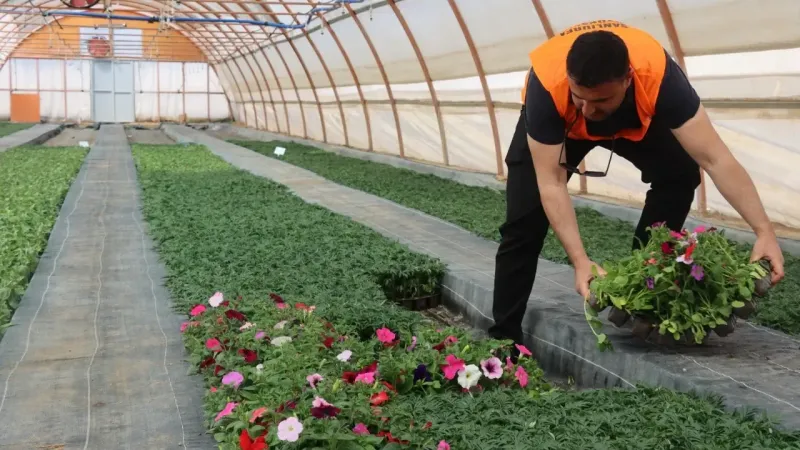 Şanlıurfa Belediyesi Kendi Çiçeğini Kendi Yetiştiriyor